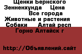 Щенки Бернского Зенненхунда  › Цена ­ 40 000 - Все города Животные и растения » Собаки   . Алтай респ.,Горно-Алтайск г.